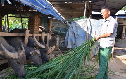 Đại Từ (Thái Nguyên) kỳ vọng thoát nghèo nhờ chăn nuôi trâu sinh sản