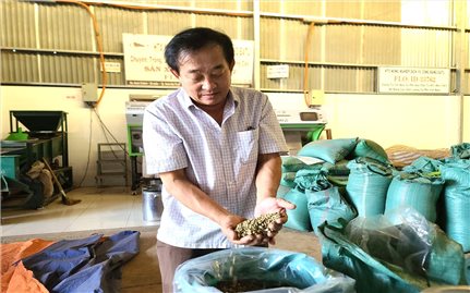 Thay đổi tư duy sản xuất nhờ “lớp học nghề” của HTX Công Bằng Ea Tu