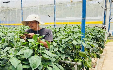 HTX Phi Liêng: Điểm sáng nông nghiệp công nghệ cao ở Đam Rông