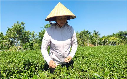 Cây Chè “bước đệm” xóa đói giảm nghèo cho đồng bào dân tộc thiểu số ở Quảng Ninh