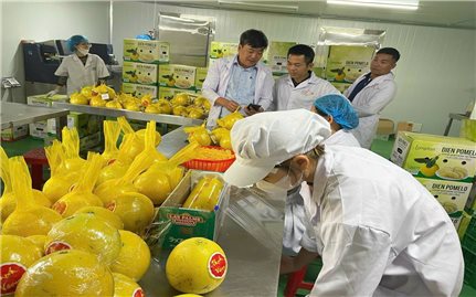 Phú Thọ: Nông nghiệp thích ứng mở hướng tăng trưởng bền vững