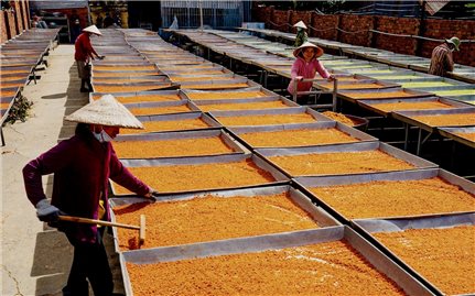 Nghề làm muối ớt Tây Ninh được công nhận là Di sản văn hóa phi vật thể Quốc gia
