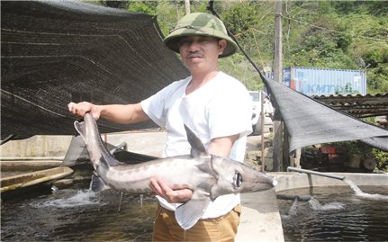 Huyện Bát Xát (Lào Cai): Cần sớm có quy hoạch vùng nuôi cá nước lạnh
