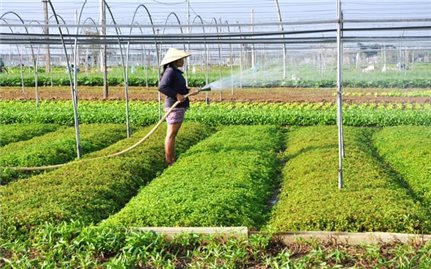 Đà Nẵng: Miễn phí thủy lợi cho gần 6.000ha đất nông nghiệp và nuôi trồng thủy sản