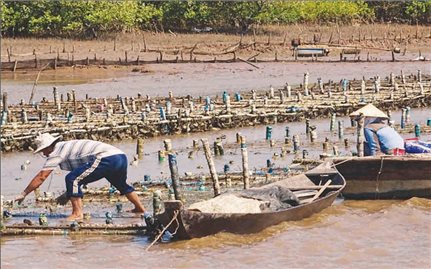 Vùng bãi ngang ven biển BẠC LIÊU: Không còn là nơi “Khỉ ho cò gáy”