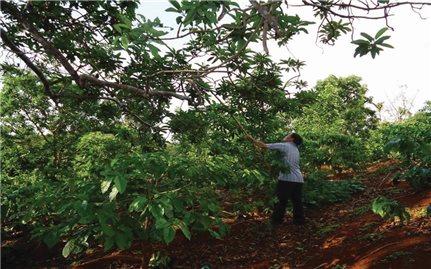 Bơ ra quả trái vụ, lợi nhuận cao