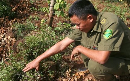 Trộm đinh lăng hoành hành ở Cư Jút