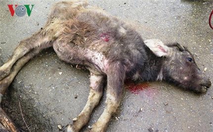 Số gia súc bị chết rét ở Yên Bái tăng lên gần 100 con