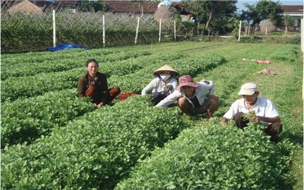 Sắc Xuân trên những cánh đồng thu nhập cao