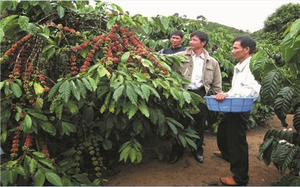 Tự sản xuất phân bón cho cây trồng: Hướng đi mới của nông dân Bình Phước