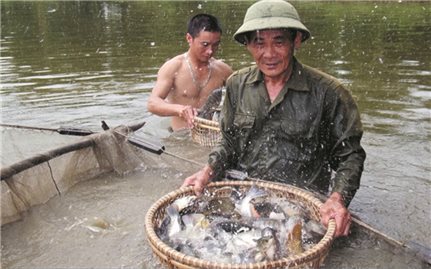 Nghệ An: Nuôi trồng thủy sản vượt chỉ tiêu đề ra