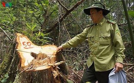 Trả hồ sơ điều tra bổ sung vụ phá rừng pơ mu Quảng Nam
