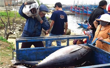 Ngư dân Phú Yên phấn khởi với chuyến đi biển đầu năm