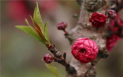 Thú chơi đào Thất Thốn tốn kém và công phu
