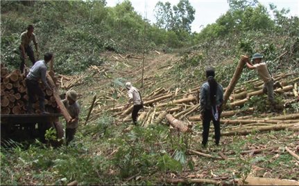 Đến Tết lại bán keo non