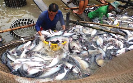 Giá cá tra nguyên liệu tại Tiền Giang tăng mạnh