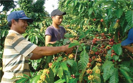 Hoạt động ký gửi nông sản: Thiếu hành lang pháp lý và chế tài quản lý