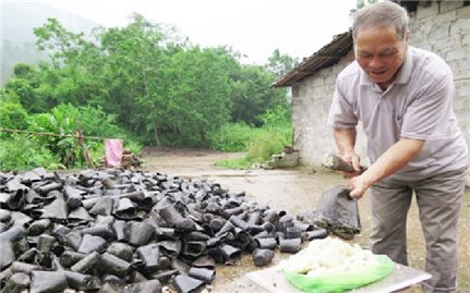 Cây thông mã vĩ trên vùng đất Bắc Xa