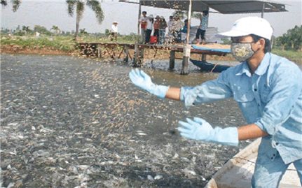 Kỹ thuật phòng bệnh cho cá nước ngọt