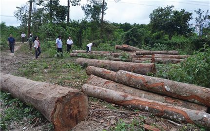 Lạm dụng chính sách tận thu gỗ rừng thiệt hại sau bão