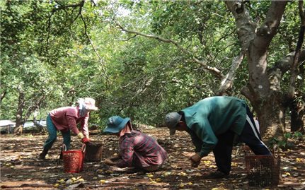 Nhức nhối tình trạng bán điều non ở Bình Phước