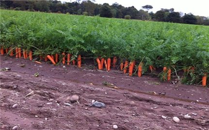 Kỹ thuật trồng và chăm sóc cây cà rốt