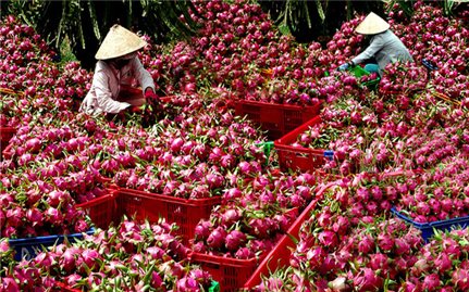 Nông sản Việt: Xuất khẩu nhiều nhưng vẫn có... vị đắng