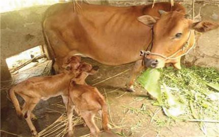 Kỹ thuật nuôi bò cái sinh sản