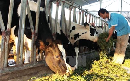 Chăn nuôi bò ở Bà Vì: Hiệu quả từ mô hình khép kín