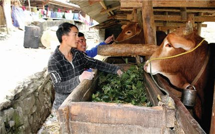 Sính Mí Pó làm giàu từ chăn nuôi tổng hợp