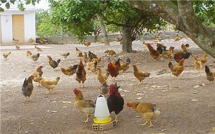 Những bệnh thường gặp khi nuôi gà thả vườn