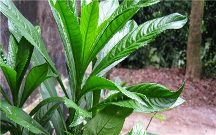 Cây xương sông chữa bệnh hiệu quả