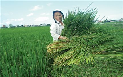 Nhiều nông dân phải bỏ ruộng vì nạn “lúa ma”