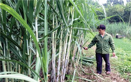 Chủ trương phát triển cây mía ở Tuyên Quang: Vì sao nông dân không mặn mà?