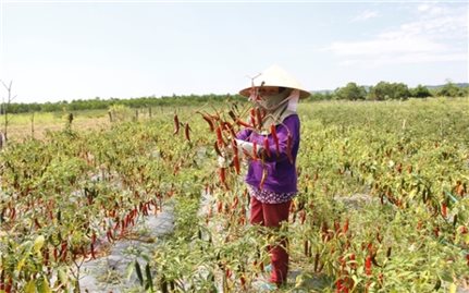 Ớt đắng!