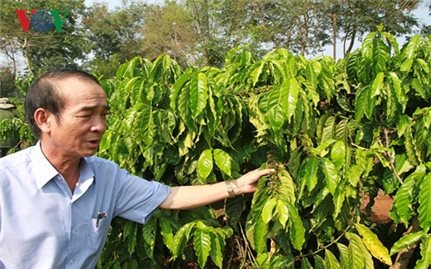 Nông dân Gia Lai vẫn khó tiếp cận vay vốn tái canh cà phê