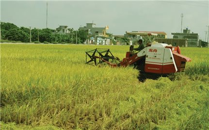 Dồn điền đổi thửa ở Vĩnh Tường (Vĩnh Phúc): Tạo đà cho sản xuất nông nghiệp trình độ cao