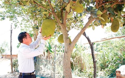 Vụ Bổn khoác áo mới
