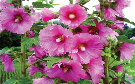 Những bài thuốc từ thục quỳ