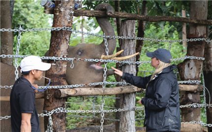 Nhiều thách thức trong bảo tồn voi ở Đăk Lăk