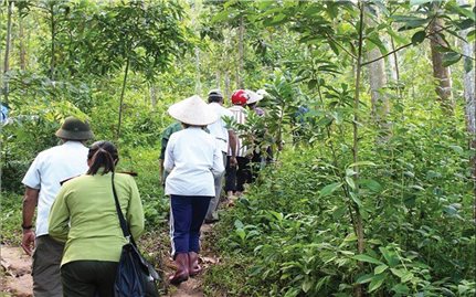 Lời giải hay cho bài toán bảo vệ rừng ở Điện Biên