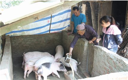 Thoát nghèo từ mô hình chăn nuôi lợn thịt
