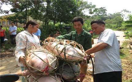 Hiệu quả từ Đề án 196