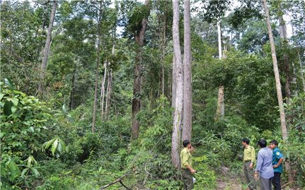 Hiệu quả từ chính sách chi trả dịch vụ môi trường rừng