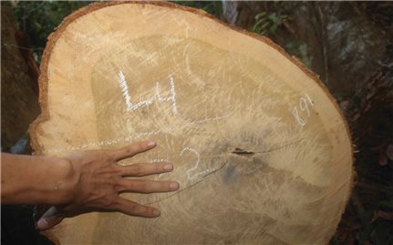Bình Định: Cần sớm tìm ra thủ phạm trong vụ khai thác rừng trái phép tại Vĩnh Thạnh