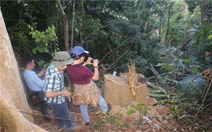 Từ những vụ phá rừng lớn ở Bình Định: Lỗ hổng trong công tác quản lý bảo vệ rừng