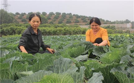 Bắc Giang: Phát huy hiệu quả từ chương trình hỗ trợ sản xuất
