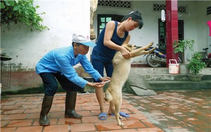 Phú Thọ: Người dân lo lắng vì xuất hiện hàng loạt ổ dịch chó dại