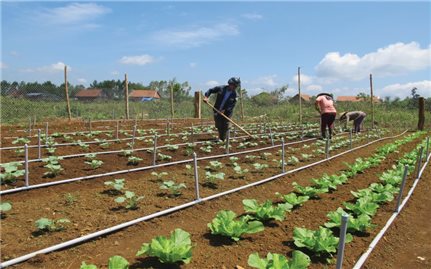 Đào tạo nghề cho lao động nông thôn ở Bình Định: Đầu vào khó, đầu ra còn khó hơn