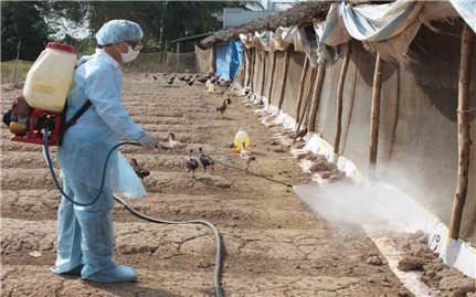 Bình Định: Nguy cơ lây lan dịch cúm H5N6 do người dân tự xử lý xác gia cầm
